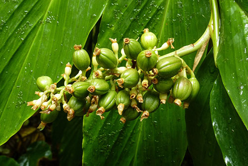 Arabica Coffee Flower - What Are Arabica Beans
